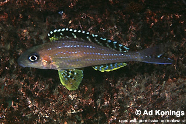 Xenotilapia papilio 'Tembwe (Deux)'